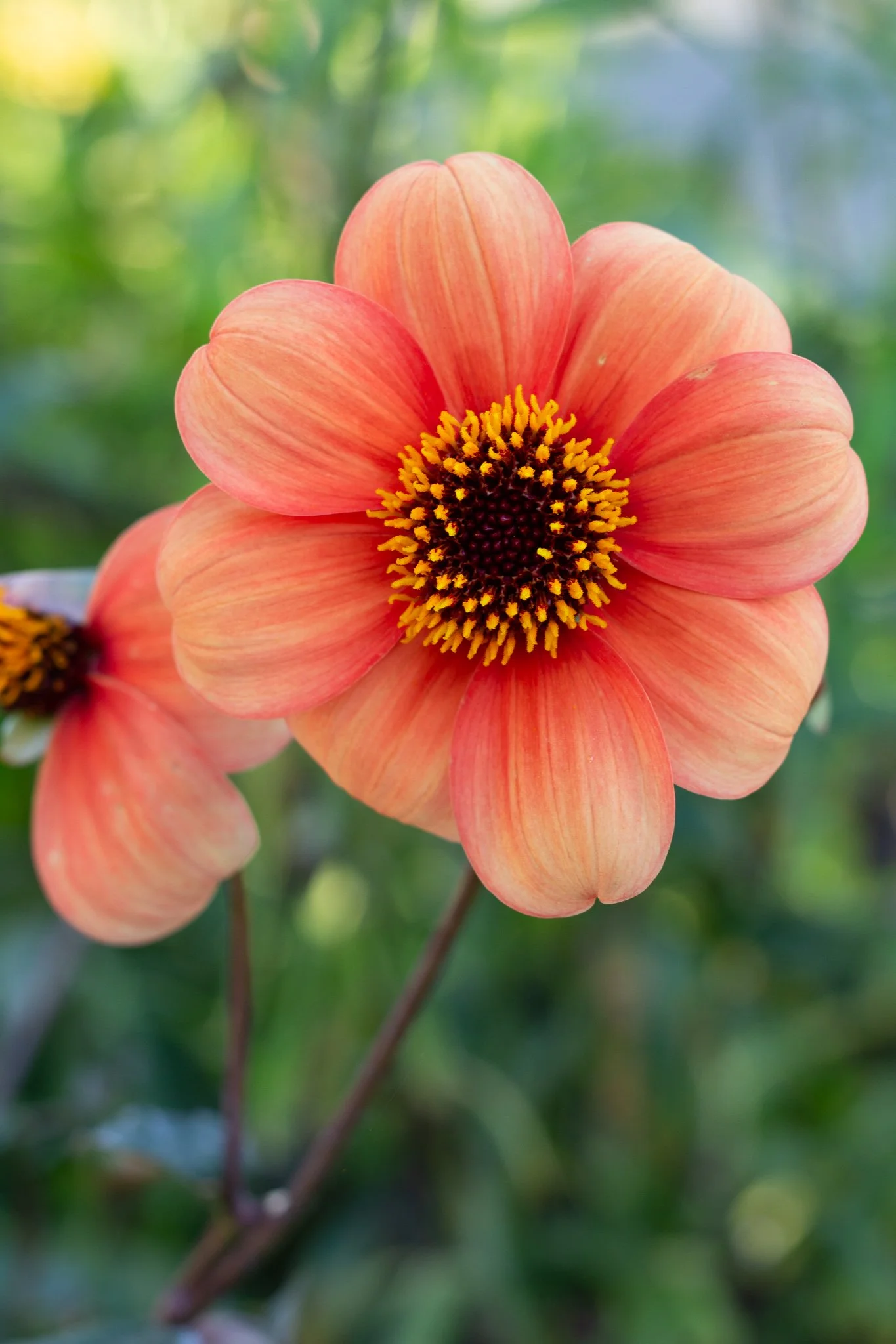 Dahlia : CPL Burnt Sienna — ciderpress lane